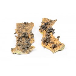 Adenomateuze Polypose, 3D Print