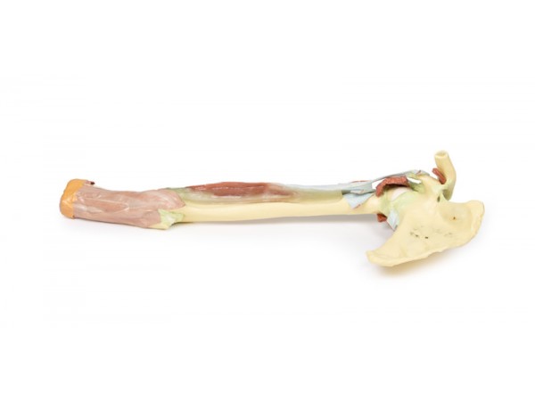 Arm - Biceps, Botten & Ligamenten, 3D Print