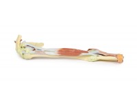 Arm - Biceps, Botten & Ligamenten, 3D Print