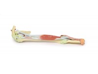 Arm - Biceps, Botten & Ligamenten, 3D Print