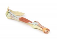 Arm - Biceps, Botten & Ligamenten, 3D Print