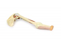 Arm - Biceps, Botten & Ligamenten, 3D Print