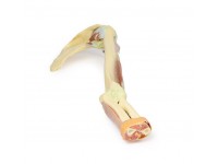 Arm - Biceps, Botten & Ligamenten, 3D Print