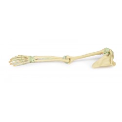 Armskelet met Ligamenten, 3D Print Armskelet met Ligamenten, 3D Print