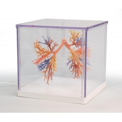 Bronchiale Boom, 3D Print