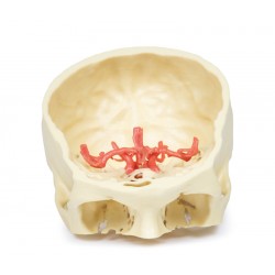 Cirkel van Willis, 3D Print