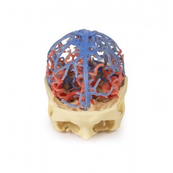 Craniale arteriële & veneuze circulatie, 3Dprint