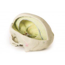 Durale Schedel, 3D Print