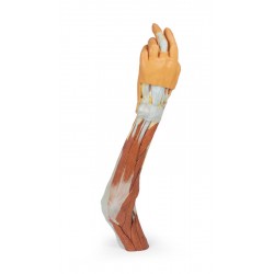 Elleboog, Onderarm & Hand, 3D Print Elleboog, Onderarm & Hand, 3D Print