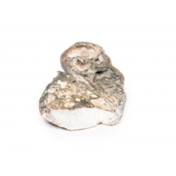 Fibreuze Tuberculose, 3D Print Fibreuze Tuberculose, 3D Print