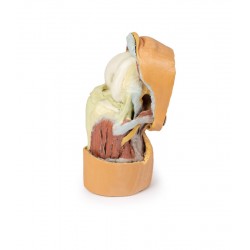 Gebogen knie met diepe dissectie, 3Dprint Gebogen knie met diepe dissectie, 3Dprint