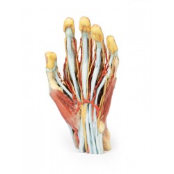 Hand, 3D Print Hand, 3D Print