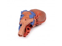 Hart en de distale trachea, carina en primaire bronchi, 3D Print