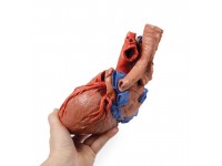 Hart en de distale trachea, carina en primaire bronchi, 3D Print