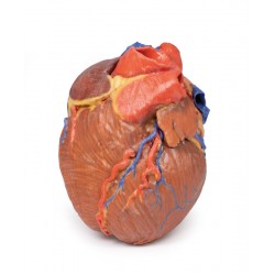 Hart, 3D Print Hart, 3D Print