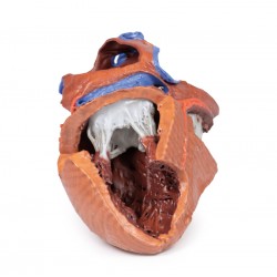 Hartreplica, 3D print, vergroot Hartreplica, 3D print, vergroot