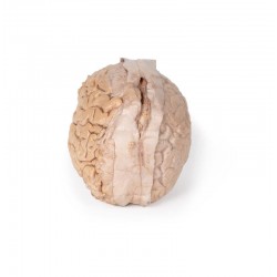 Hersenen (Cerebrum), 3D Print