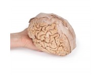Hersenen (Cerebrum), 3D Print