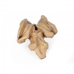 Hersenstam, 3D Print