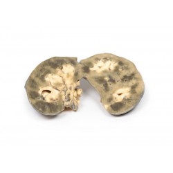 Hoefijzernier, 3D Print