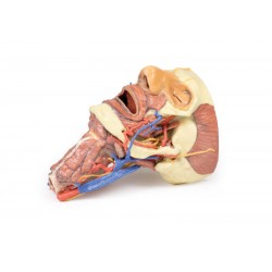 Hoofd & Nek Dissectie, 3D Print