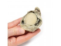Hydrocele, 3D Print