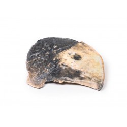 Lobaire Pneumonie, 3D Print