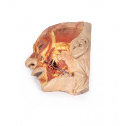 Oppervlakkige Dissectie Gezicht, 3D Print