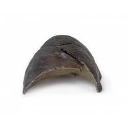 Rechter Long, hilum verwijderd, 3D Print