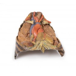 Thorax met Hart en Bloedvaten, 3D Print