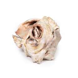 Verkalkte Aortaklepstenose Bicuspide Aortaklep, 3D Print