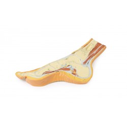 Voet, parasagittale doorsnede, 3Dprint. Voet, parasagittale doorsnede, 3Dprint.