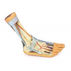 Voet - Oppervlakkige en Diepe Structuren, 3D Print