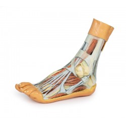 Voet - Oppervlakkige en Diepe Dissectie, 3D Print