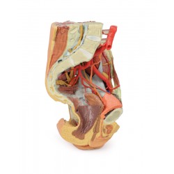 Vrouwelijk bekken en abdomen, 3D Print