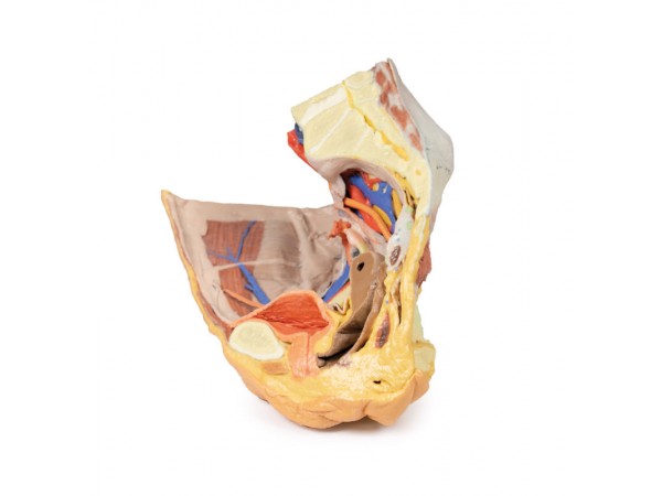 Vrouwelijk rechter bekkenhelft. Oppervlakkige en diepe structuren. 3D-print.