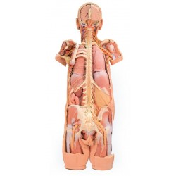 Zenuwstelsel Dissectie (posterieur aanzicht), 3D Print