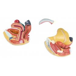 Anatomisch Model Vrouwelijke Geslachtsorganen, 4-delig Anatomisch Model Vrouwelijke Geslachtsorganen, 4-delig