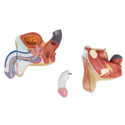 Anatomisch Model Mannelijke Geslachtsorganen, 4-delig