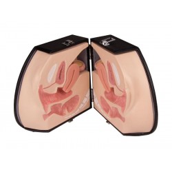 Anatomie Model Vrouwelijke Genitaliën Anatomie Model Vrouwelijke Genitaliën