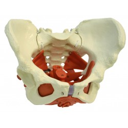 Anatomisch Model Bekkenbodem Vrouw Anatomisch Model Bekkenbodem Vrouw