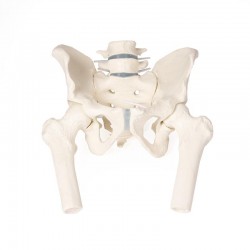 Bekkenskelet Man met Lendenwervels en Dijbeen