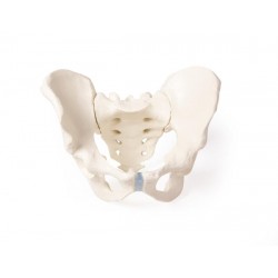 Bekkenskelet Model Man met Uitneembaar Sacrum (Heiligbeen) Bekkenskelet Model Man met Uitneembaar Sacrum (Heiligbeen)