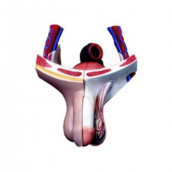 Mannelijke Genitaliën Model, 4-delig