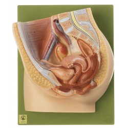 Mediane Doorsnede Vrouwelijk Bekken Mediane Doorsnede Vrouwelijk Bekken
