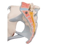 Vrouwelijk bekken, ligamenten & organen doorsn.