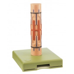 Anatomisch Model Myofibril