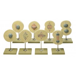 Celdeling Modellenset, 8-delig