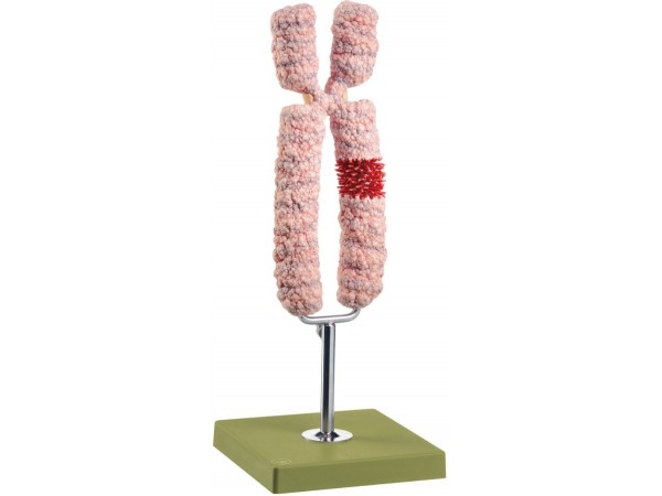 Chromosoom Model