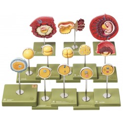 Ontwikkeling van de Menselijke Embryo Modellen Set (13-delig) Ontwikkeling van de Menselijke Embryo Modellen Set (13-delig)